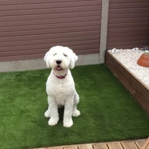 Kalahari Balcony Artificial Grass
